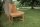 CLP Halbrunde Baumbank Male aus massivem Teakholz I Gartenbank mit bis zu Vier Sitzplätzen I Naturbelassene Holzbank mit Rückenlehne, Farbe:braun